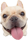 日新犬舍